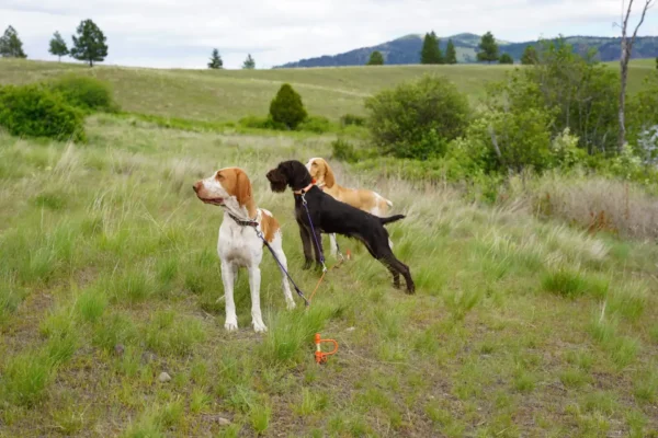 Trailblazer Dog Stakeout Line