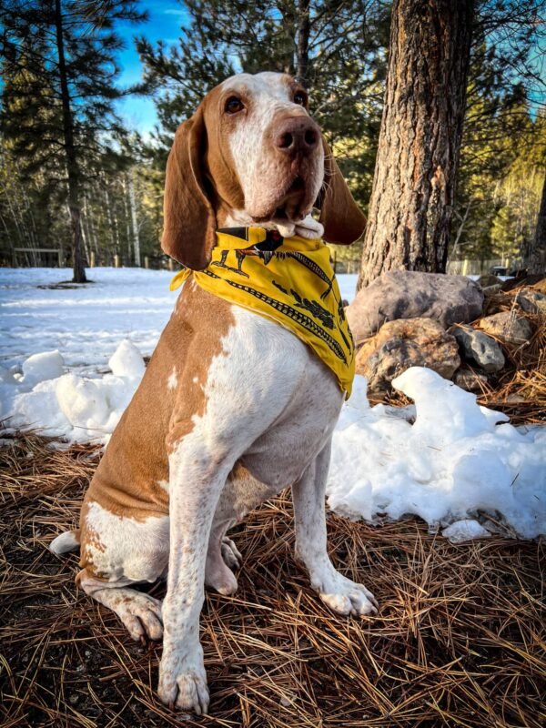 Pheasant Bandana